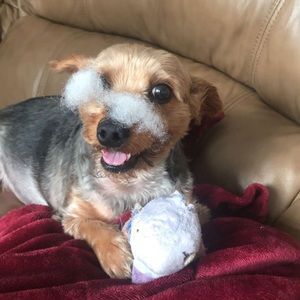 Meet your Posher, Ross